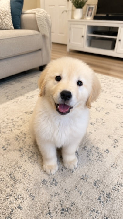 Pet 10