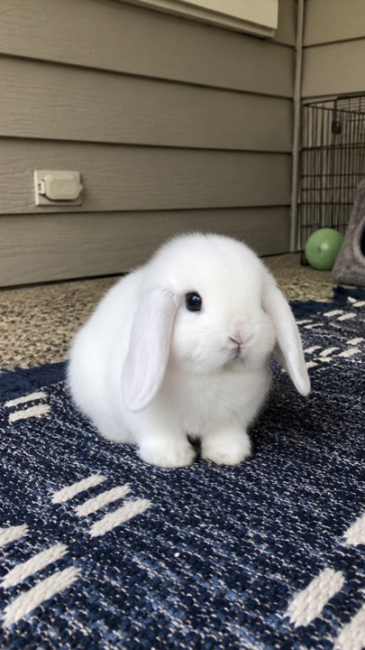Pet 4